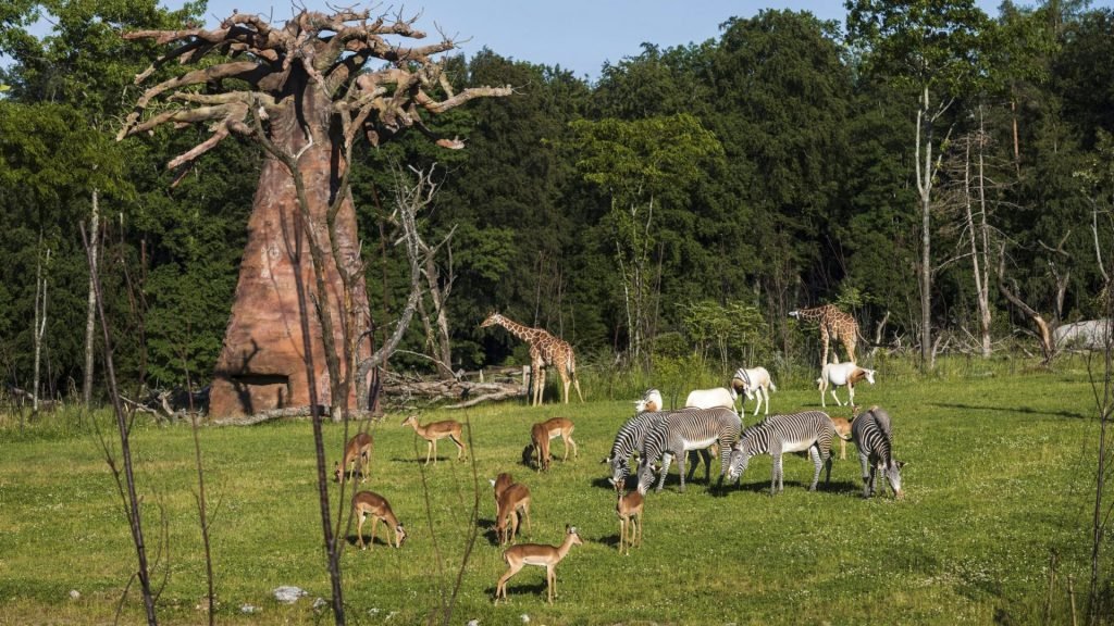 Zurich Zoo - Public Domain