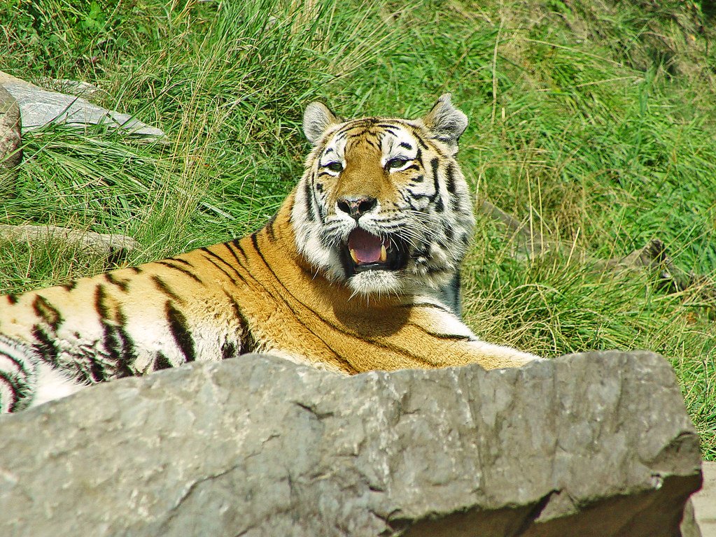 Zurich-Zoo-Tigre-public-domain